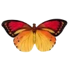 🦋
