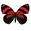 🦋