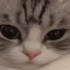 🐱