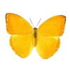 🦋