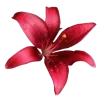 🌺