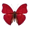 🦋