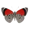 🦋