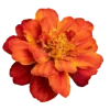 🌺