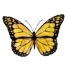 🦋
