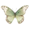 🦋