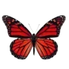 🦋