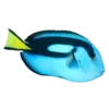 🐠