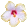 🌺