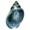 🐚