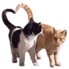 🐈