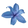 🌺