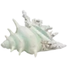 🐚