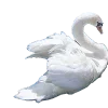 🦢