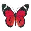 🦋
