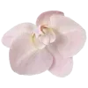 🌸