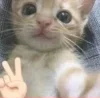 ✌
