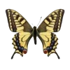🦋