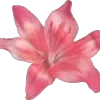 🌺