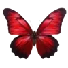 🦋