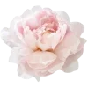 🌸