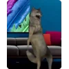 🐺