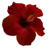 🌺