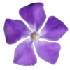 🌺