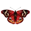 🦋