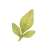 🌿
