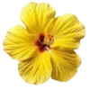🌺