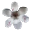 🌺
