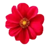 🌺