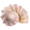 🐚
