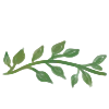 🌿