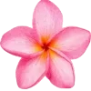 🌸