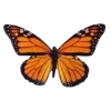 🦋