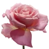 🌹