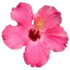 🌺