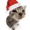 🎄
