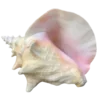 🐚