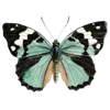 🦋