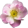 🌸