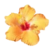 🌺