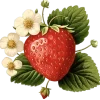 🍎
