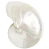 🐚