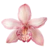 🌺