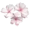 🌸