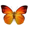 🦋
