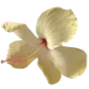 🌼